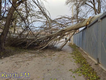 Новости » Общество: В Керчи на аварийную дорогу упал огромный тополь