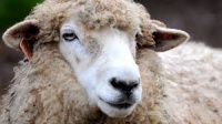 Новости » Общество: В суд направили дело керчанина, который воровал овец