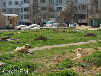 Новости » Общество: Контракт на бродячих собак в Керчи на стадии подписания