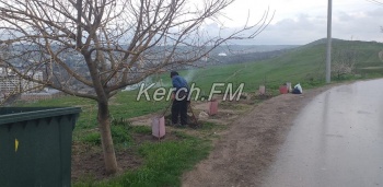 Новости » Общество: Пожилой керчанин продолжает ухаживать за деревьями на Митридате