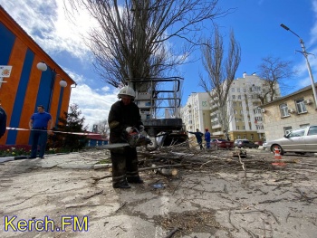 Новости » Общество: Керченский РЭС и спасатели пилят деревья у здания МЧС