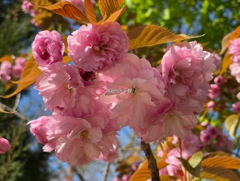 В Керчи начинают расцветать сакуры