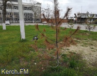 В Керчи на Морвокзале погибла часть хвойных деревьев