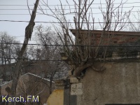 Новости » Общество: Дерево растущее из дома есть и в Керчи