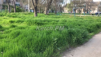 Покосили лишь у центральных дорог – керчане жалуются на высокую траву