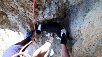 Спасатели вытащили собаку из 20-метровой расщелины в Крыму