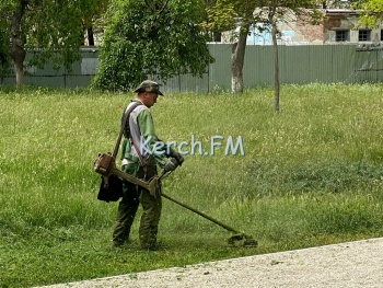 Новости » Общество: В Керчи в Комсомольском парке косят траву