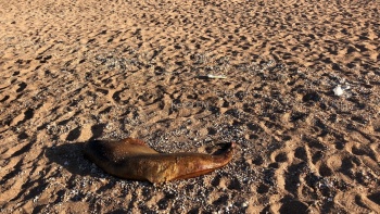 Новости » Криминал и ЧП: Мертвого дельфина выбросило на пляж в Курортном