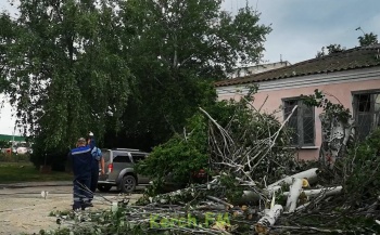 Новости » Коммуналка: На Шлагбаумской спилили старые деревья