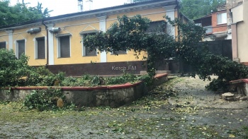 Новости » Общество: Большое дерево упало на улице Театральной