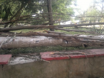 Новости » Общество: Керчане не могут достучаться до администрации и ждут, когда деревья рухнут на дом