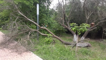 Новости » Общество: Часть дерева, свисающего над тропинкой в Комсомольском парке, не убирают вторую неделю
