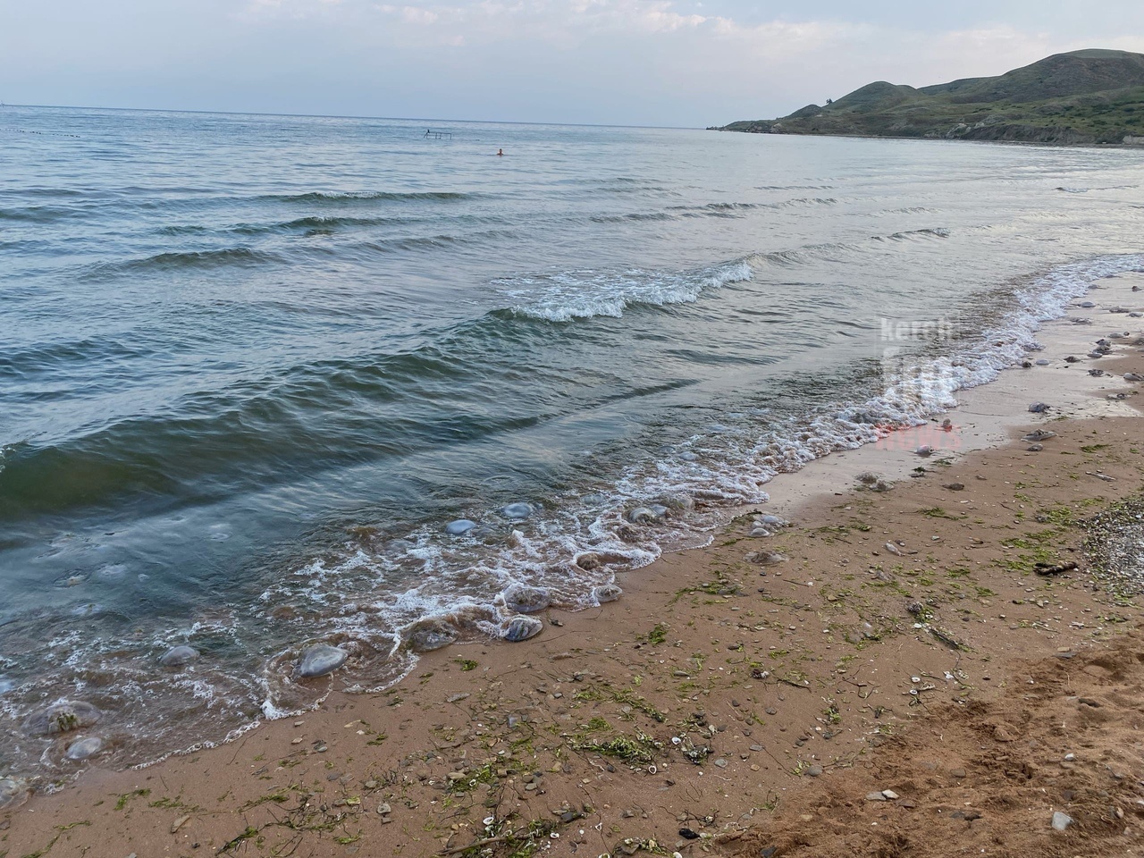 Берег пляжа в Юркино засеян медузами и гниющими водорослями » Керчь.ФМ