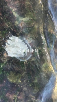 Новости » Общество: На пляже в Аршинцево большое скопление медуз