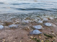 Новости » Общество: Берег пляжа в Юркино засеян медузами и гниющими водорослями