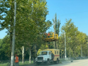 Новости » Общество: В Керчи на Генерала Петрова пилили верхушки деревьев