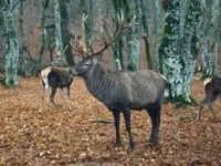 Новости » Общество: Олени и волки расплодились в заповедниках Крыма