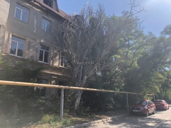 Новости » Общество: Большое сухое дерево «прилегло» на здание и может рухнуть