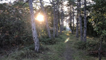 Новости » Общество: Ранняя осень в керченском лесу – фото от читателей