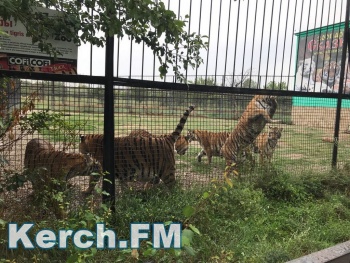 Новости » Общество: СК возбудил уголовное дело после укуса тигром маленького ребенка в «Тайгане»