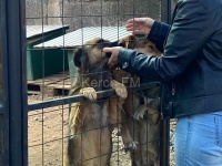 Новости » Общество: Контракт по отлову животных в Керчи выполнен, долги перед подрядчиком закроют