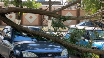 Новости » Общество: Ветка упала на два автомобиля в Керчи