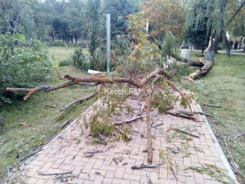 Новости » Криминал и ЧП: В Комсомольском парке на пешеходную дорожку рухнуло дерево