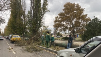 Новости » Общество: Около больницы №1 в Керчи обрезали ветки деревьев