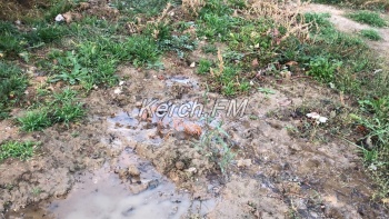 Новости » Общество: Чистая вода неделями подмывает новую пешеходную дорожку в Керчи