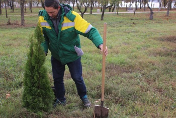Новости » Общество: В Комсомольском парке высадили 20 саженцев туи