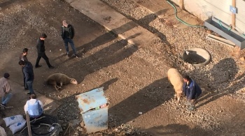 Полиция провела беседы с разделывавшими барана на стройке в Крыму рабочими