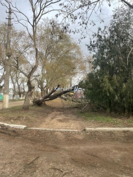 Новости » Общество: На Гагарина дерево перегородило пешеходную дорожку