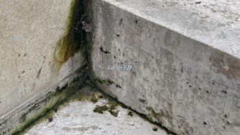 Новости » Общество: Митридатская лестница в Керчи начала зеленеть