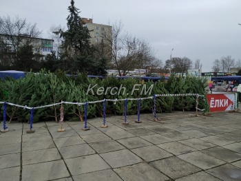 Новости » Общество: Пять елочных базаров откроются в Керчи на следующей неделе