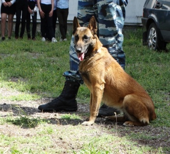 Новости » Криминал и ЧП: Служебная собака помогла найти преступника по следам крови в Крыму