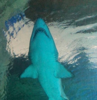 Новости » Общество: В Феодосии откроют первый на полуострове бассейн для акул