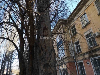 Новости » Общество: Рядом с жилым домом и парком в Керчи старое дерево отрывается от земли