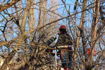Дерево упало на газовую трубу в Керчи