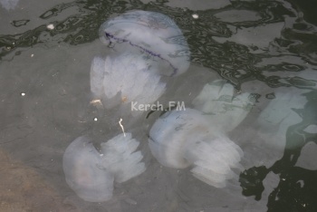 Новости » Общество: В Азовском море хотят вылавливать медуз и делать из них косметику