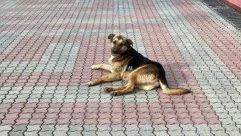 Новости » Общество: Для агрессивных и опасных собак в Крыму готовят специальный приют