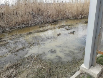 Новости » Общество: В водоканальском озере за остановкой в Керчи поселились утки