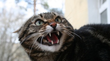 Новости » Общество: В Ленинском районе зарегистрировали случай бешенства домашней кошки