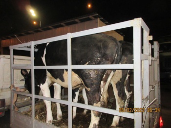 Три коровы без документов не пропустили через Крымский мост