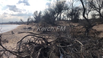 Корни деревьев и мусор вернуло море на керченский горпляж