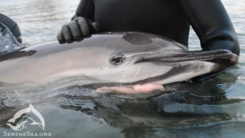 За месяц в Крыму выбросились на берег 58 дельфинов