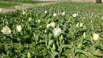 Никитский сад может восполнить нехватку цветов в Крыму из-за санкций