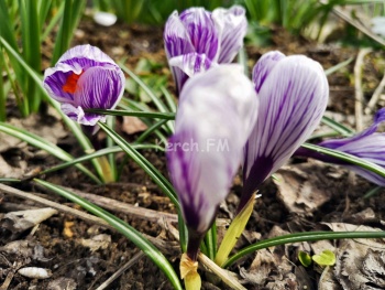 Зима не даром злится, прошла ее пора: цветы в Керчи верят в весну