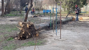 В Керчи возле многоэтажки упало дерево