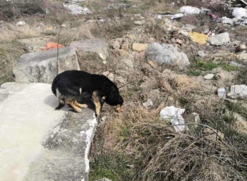 Новости » Общество: В Белогорском районе спасли собаку, двое суток просидевшую в яме