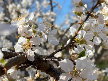 Цветы и деревья из-за тепла продолжают расцветать в Керчи